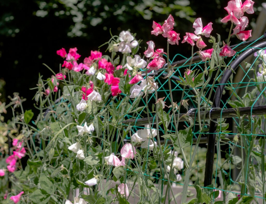 Getting Ready for a New Gardening Season | Angie The Freckled Rose