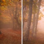 Photographer Daniel Paravisini Captures Fascinating Autumn Photos In The Woods