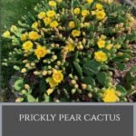 Prickly Pear Cactus:  Native and Sustainable