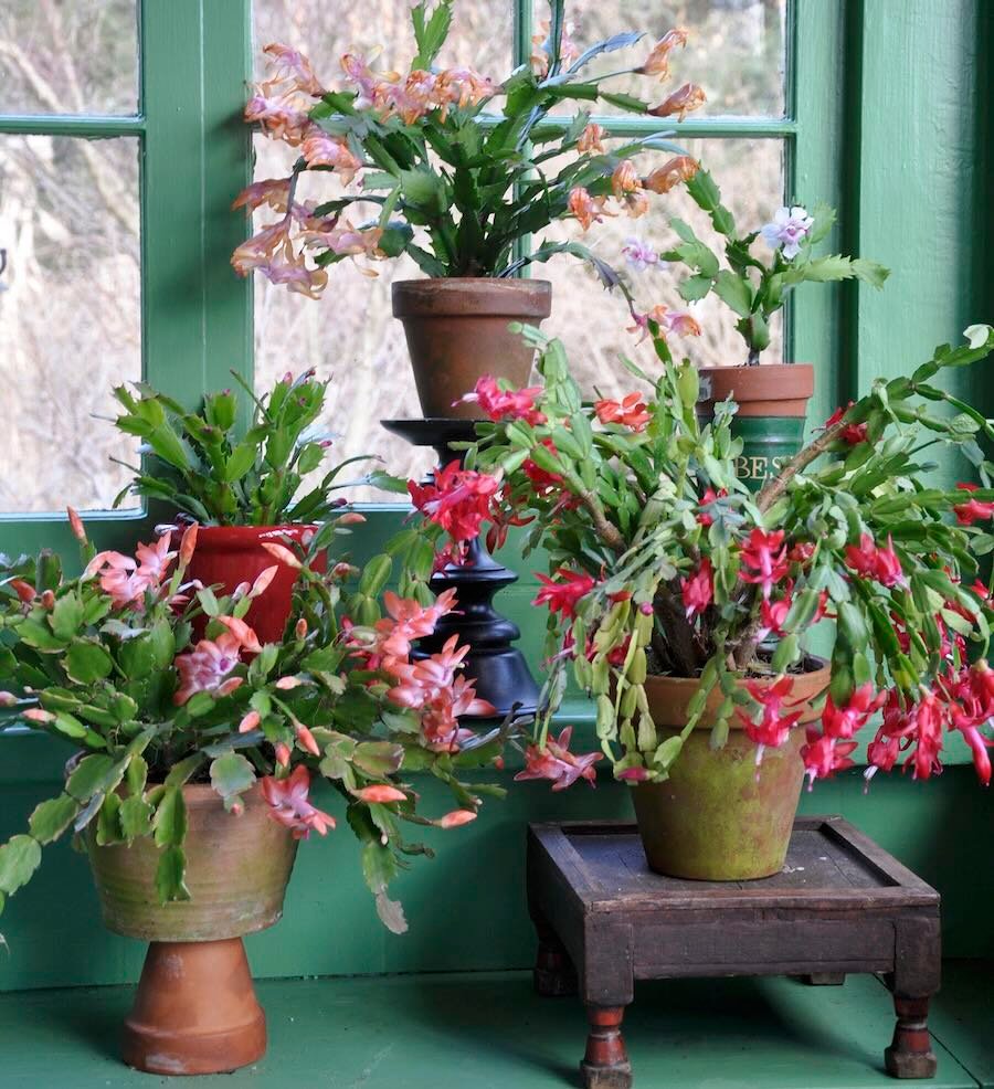 secrets to holiday-cactus success, with matt mattus